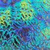 90 Aurora Borealis Blue Gold Dichroic on Figure C Thin Clear Glass