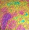 90 Aurora Borealis G-Magenta CBS Dichroic on Clear Wissmach Matrix Glass