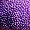 90 Crinklized Violet CBS Dichroic on Hammered Thin Black Glass