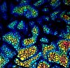 90 Pre Made Etched Pattern #019 Layered Bubbles, Fusion RB2 CBS Dichroic on Thin Black Glass