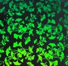 90 Pre Made Etched Pattern #104 Small Ginkgos, Emerald Dichroic on Thin Black Glass