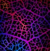 90 Pre Made Etched Pattern #108 Leaf Skeleton, Aurora Borealis G-Magenta Blue CBS Dichroic on Thin Black Glass