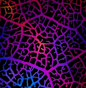 90 Pre Made Etched Pattern #108 Leaf Skeleton, Aurora Borealis G-Magenta Blue CBS Dichroic on Thin Black Glass