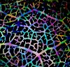 90 Pre Made Etched Pattern #108 Leaf Skeleton, Corkscrew CBS Dichroic on Thin Black Glass