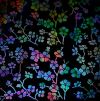 90 Pre Made Etched Pattern #127 Cherry Blossoms, Twizzle Mixture CBS Dichroic on Thin Black Glass