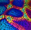 90 Pre Made Etched Pattern #136, Exploding Chrysanthemum, Cool Lava CBS Dichroic on Thin Clear Glass