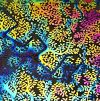 90 Pre Made Etched Pattern #137 Henna Trees, Fusion G-Magenta CBS Dichroic on Thin Clear Glass