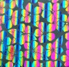 90 Pre Made Etched Pattern #159 Round Plumeria, RBA G-Magenta Blue CBS Dichroic on Thin Black Glass