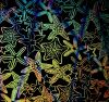 90 Pre Made Etched Pattern #202 Starfish, Pixie Stix Dichroic on Thin Black Glass