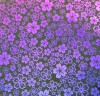 90 Pre Made Etched Pattern 210 Sakura, Crinkle Purple Dichroic on Black Glass