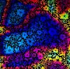 90 Pre Made Etched Pattern #224 Pointsettia, Cool Lava CBS Dichroic on Thin Black Glass