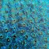 90 Red Silver Blue CBS Dichroic on Florentine Thin Glass