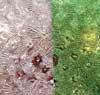 90 Red Silver CBS Dichroic on Green Florentine Thin Glass