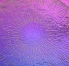 90 Sand Carved Pattern # 044 Large Mandela, Crinkle Purple Dichroic on Violet Striker Glass