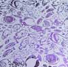 90 Sand Carved Pattern #197 School of Fish, G-Magenta CBS  Dichroic on Clear Glass