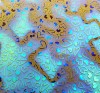90 Sand Carved Pattern #222 Dancing Hearts, Fusion M-Green CBS Dichroic on Yellow Striker Glass