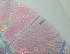 90 Sand Carved (Pie Shaped Corner) Pattern #210 Sakura, Reptilian Dichroic on Neo Swirl Glass