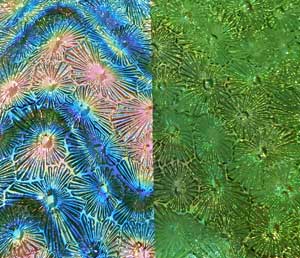 90 Twizzle Green Pink CBS Dichroic on Green Florentine Thin Glass