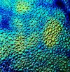 96 Aurora Borealis Cyan Copper CBS Dichroic on Dew Drop Thin Glass