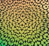96 Pre Made Etched Pattern #123 Exploding Hearts, Mixture CBS Dichroic on Thin Black Glass