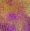 90 AB GMB Dichroic on Moss Clear Glass