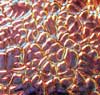 90 Black Cherry Dichroic on Figure C Thin Clear Glass