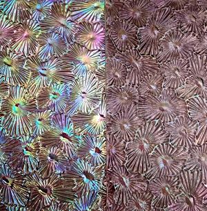 90 Corkscrew CBS Dichroic on Violet Florentine Thin Glass