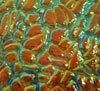 96 Cyan Red Dichroic on Figure C Thin Glass