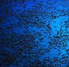 90 Pre Made Etched Pattern #034 Water Ripple, Crinkilized Y-Blue CBS Dichroic on Thin Black Glass