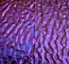 90 Specialty Crinkle Purple Dichroic on Vintage Bullseye Neo Lavendar Ripple Glass