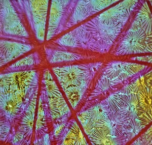 90 Pixie Stix Blue Gold CBS Dichroic on Red Florentine Thin Glass