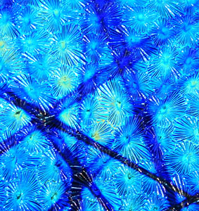 90 Pixie Stix Blue Gold CBS Dichroic on Florentine Thin Glass