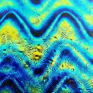 90 Twizzle Cyan Copper CBS Dichroic on Black Florentine Thin Glass