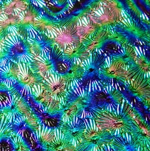 90 Twizzle Purple CBS Dichroic on Florentine Thin Black Glass